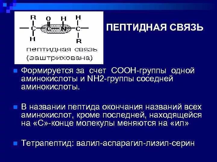 Связаны пептидными связями. Строение пептидной (амидной) группы.. Строение пептидной связи. Образование пептидов. Структура пептидной связи.