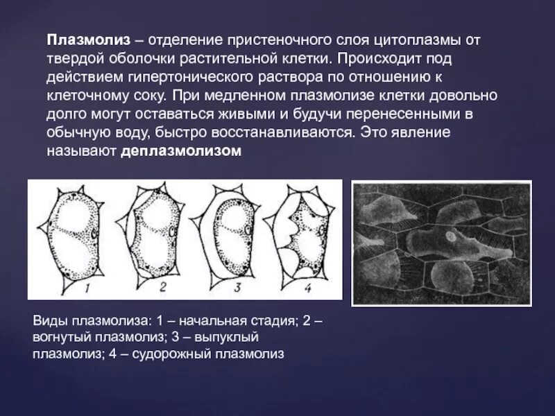 Явление плазмолиз