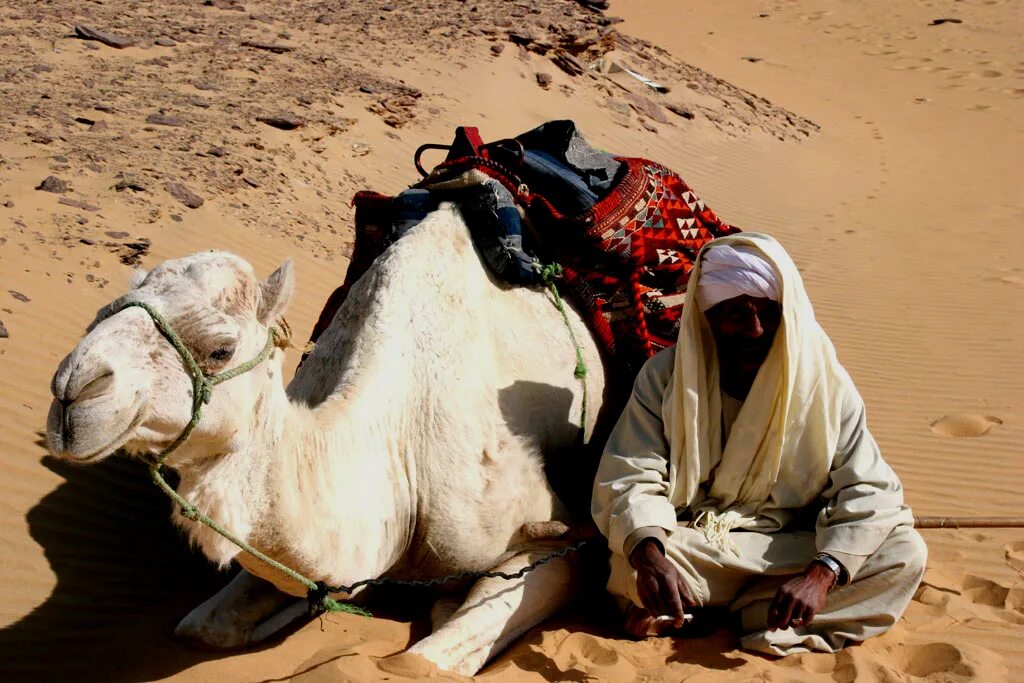 Верхняя одежда бедуинов 6 букв. Бедуины в Египте. Арабы бедуины. Бедуины Саудовской Аравии. Деревня бедуинов в Египте.