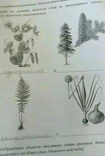 Подпиши рисунки используя слова