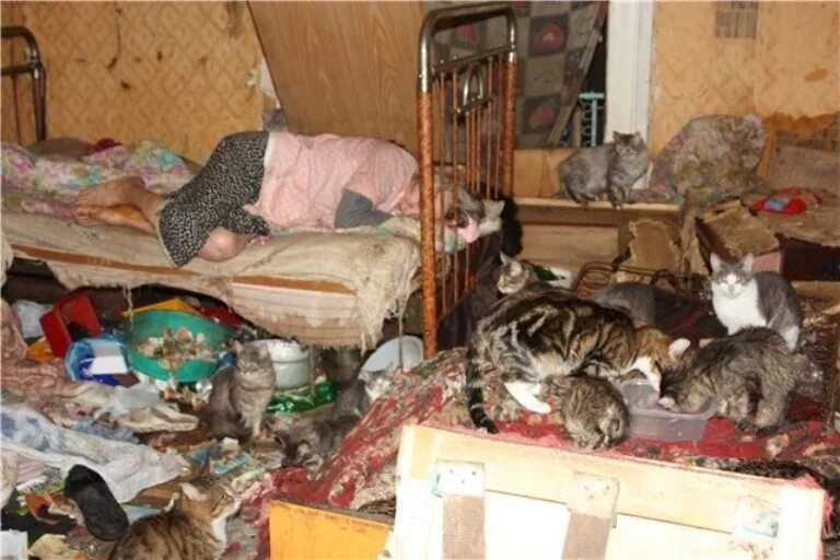Почему кошка умирает дома. Кошка в квартире. Много котов в квартире. Кошки в грязной квартире.