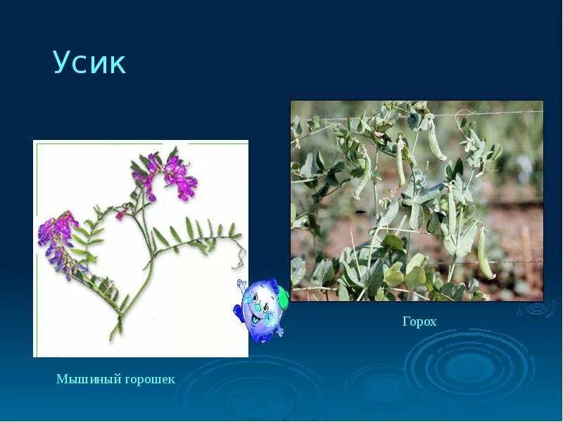 Какую формулу имеет цветок мышиный горошек. Горошек мышиный. мышиный горошек листья. мышиный горошек усики. мышиный горошек доклад.