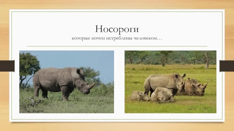 Носорог природная зона