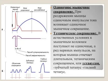 Минимальная сила тока вызывающая сокращение мышцы