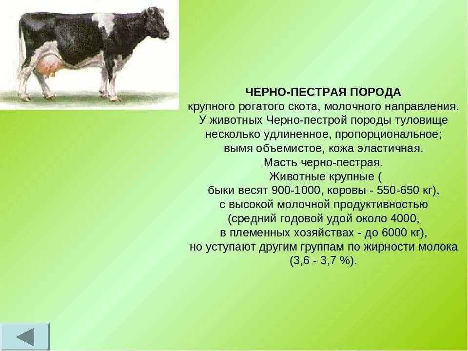 Биологические особенности рогатого скота. Характеристика пород крупного рогатого скота. породы крупного рогатого скота молочного направления продуктивности. крупный рогатый скот черно-пестрой породы. чёрно-пёстрая порода крс характеристика.
