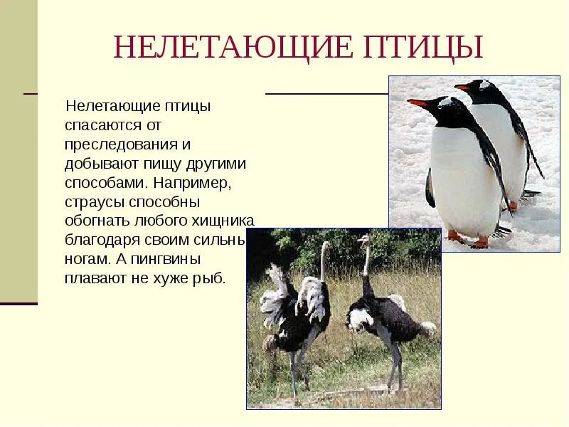 Птицы которые не летают. Нелетающие птицы презентация. Нелетающие птицы названия. Птицы которые не летают доклад.