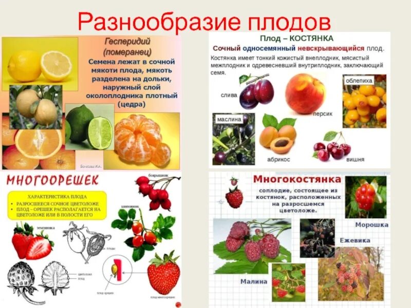 Значение плодовых. Разнообразие плодов растений таблица 6 класс биология. Плоды и их разнообразие. Плод разнообразие и значение плодов. Типы плодовых растений.