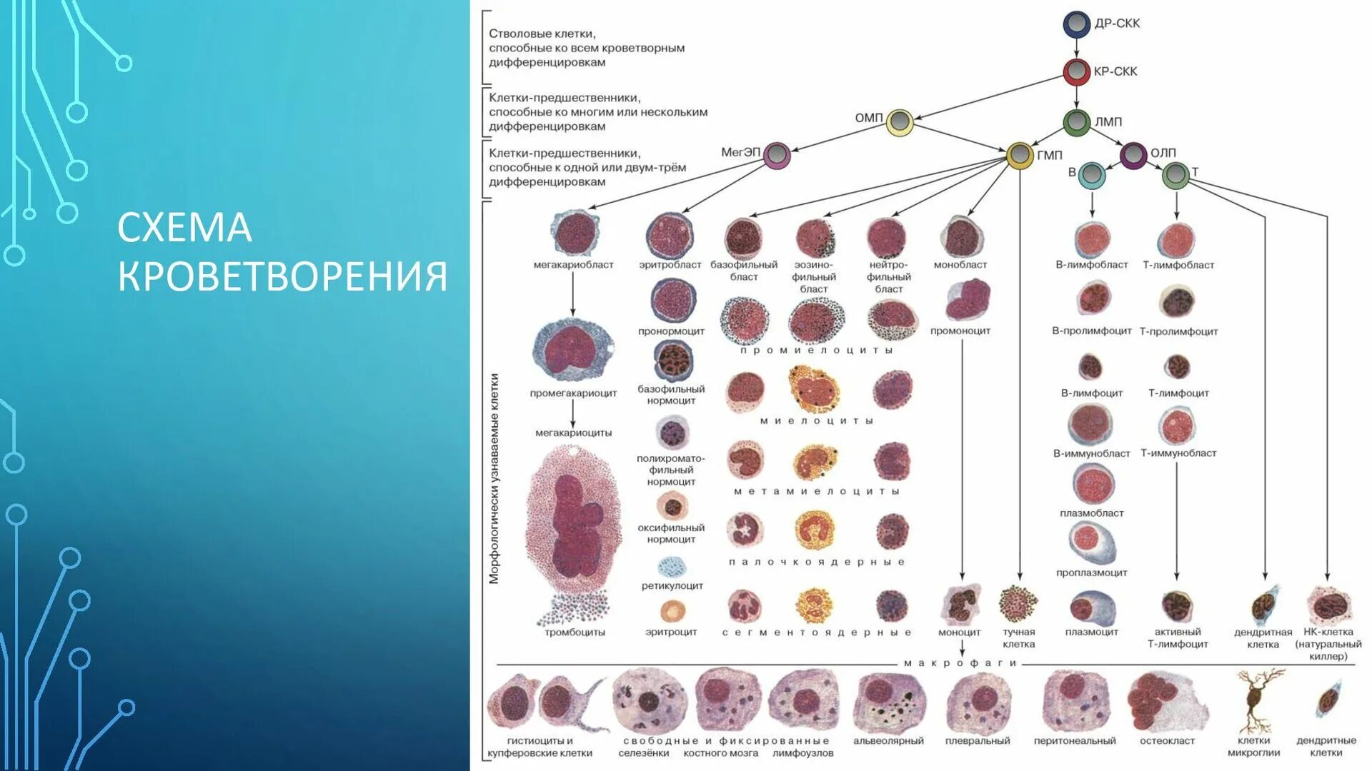 Степени дифференцировки клетки