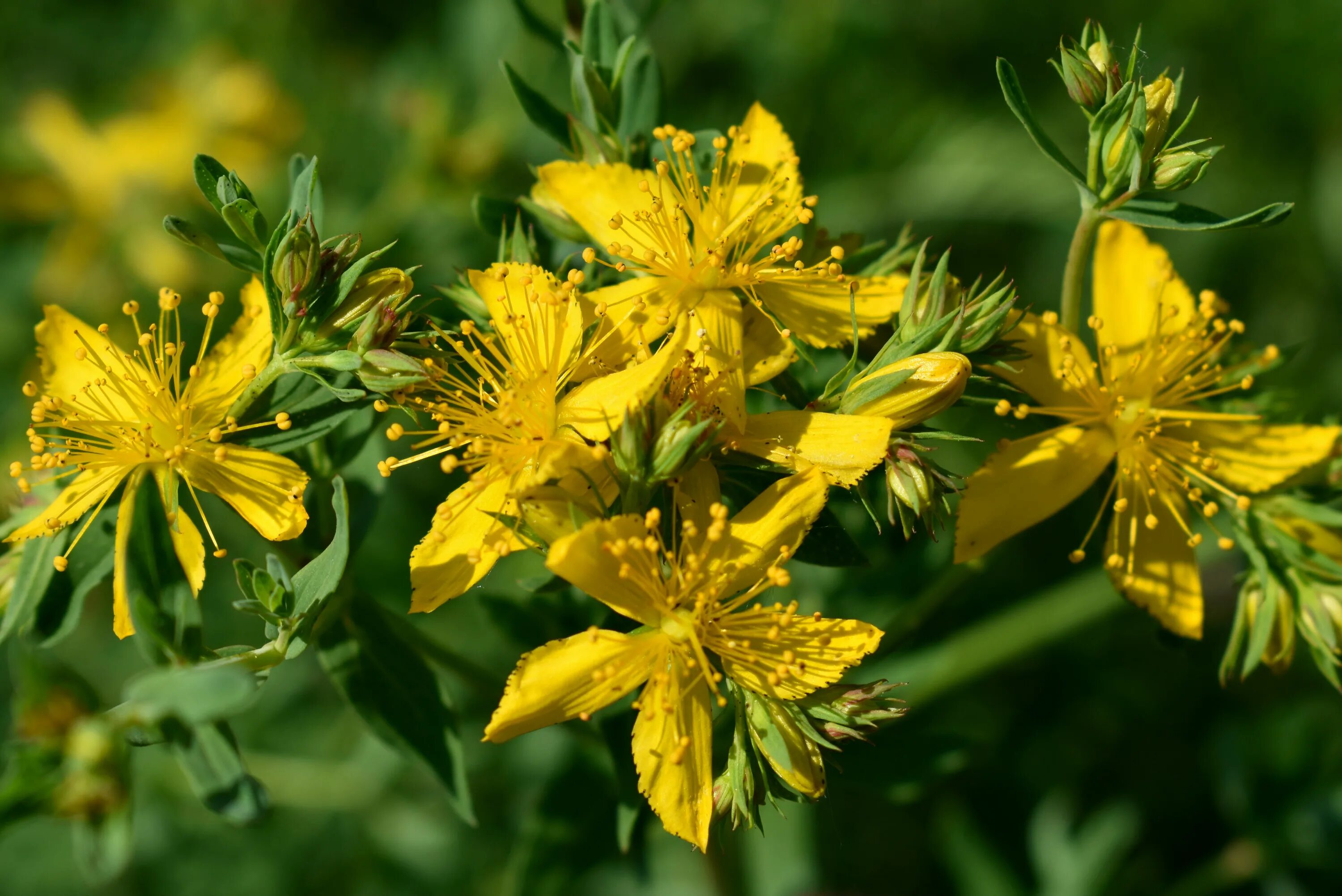 Зверобой целебные. Зверобой продырявленный (Hypericum perforatum). Зверобой Монбре. Зверобой чашечковый. Полевые цветы зверобой.