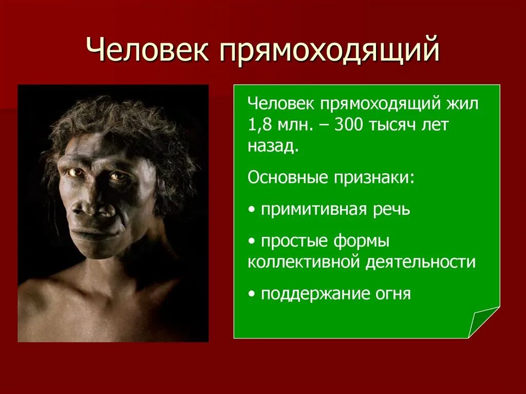 Особенности прямоходящих. Человек прямоходящий презентация. Человек прямоходящий homo Erectus. Простые формы коллективной деятельности у человек прямоходящий.