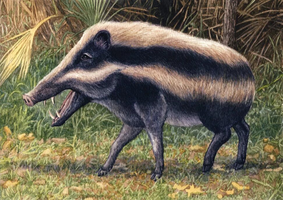 Grice extinct pig