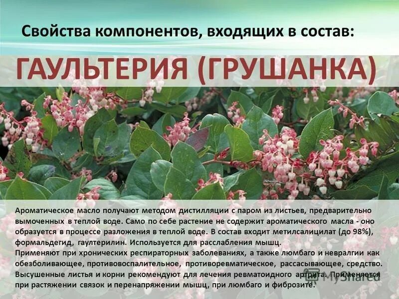 Гаультерия это грушанка. Грушанка ДОТЕРРА. Грушанка Gaultheria procumbens. Грушанка эфирное масло ДОТЕРРА.