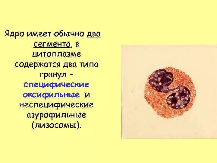 Имеет два ядра. Ядро имеет. Простейшие имеют ядро. Ядро имеет три ответа