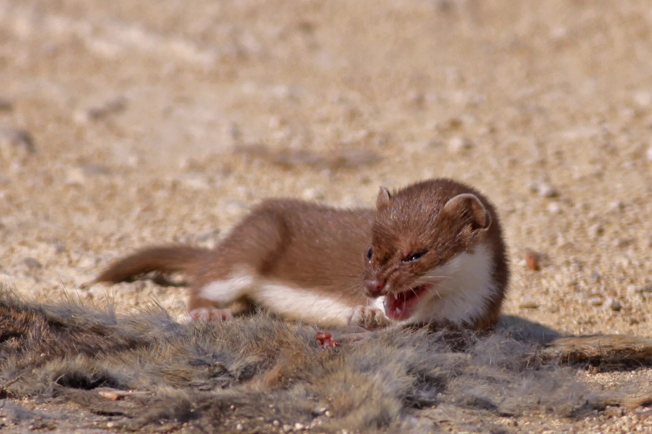 Известно что горностай хищное. Ласка (Mustela nivalis). Ласка хорек куница. Weasel Mustela nivalis. Ласка (Mustela nivalis) 2023.