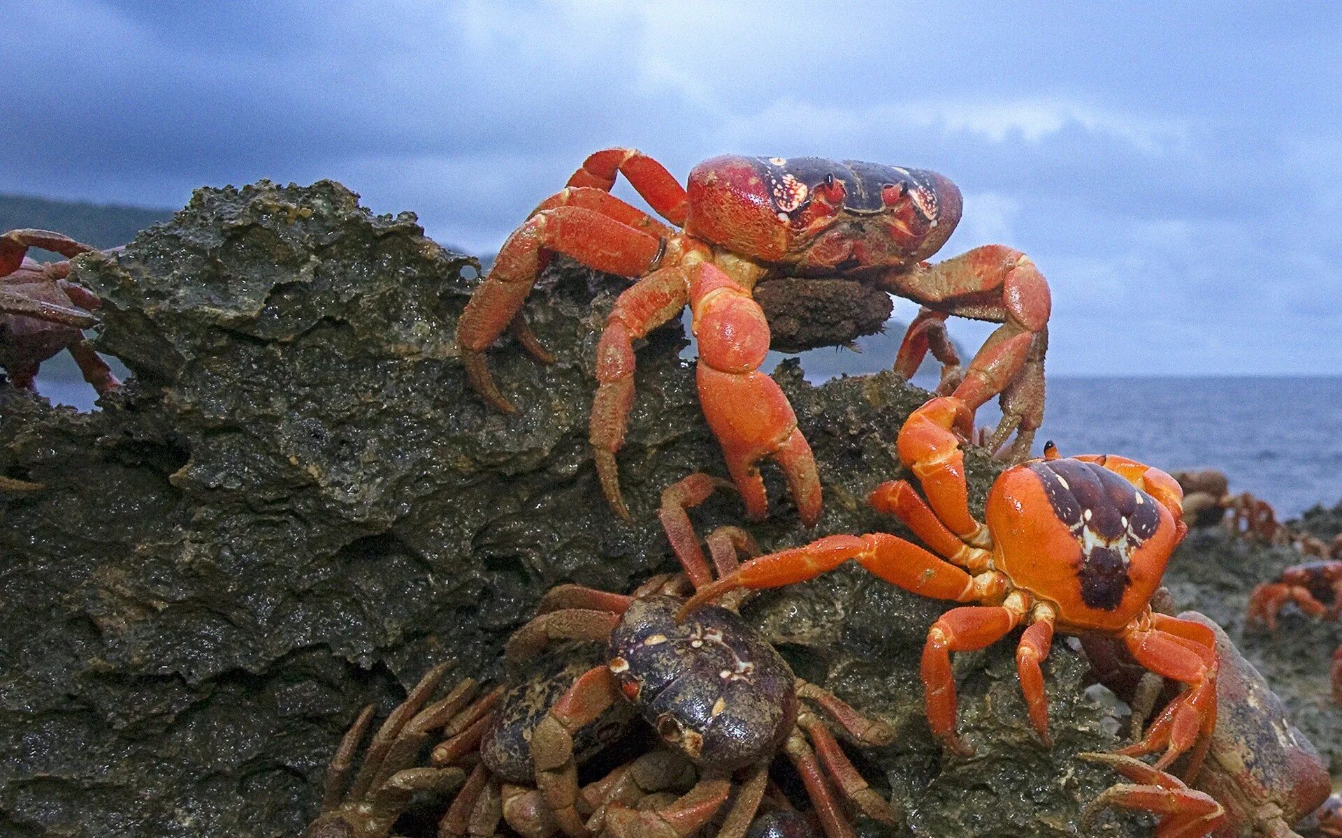 Крабы парами. Краб Краснюк черное море. Тасманийский Королевский краб. Австралийский пальмовый краб.