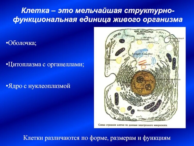 Что является функциональной единицей живого организма. Клетка структурная и функциональная. Структурно-функциональная единица живого. Клетка как структурная и функциональная единица живого. Клетка как структурно-функциональная единица живого.