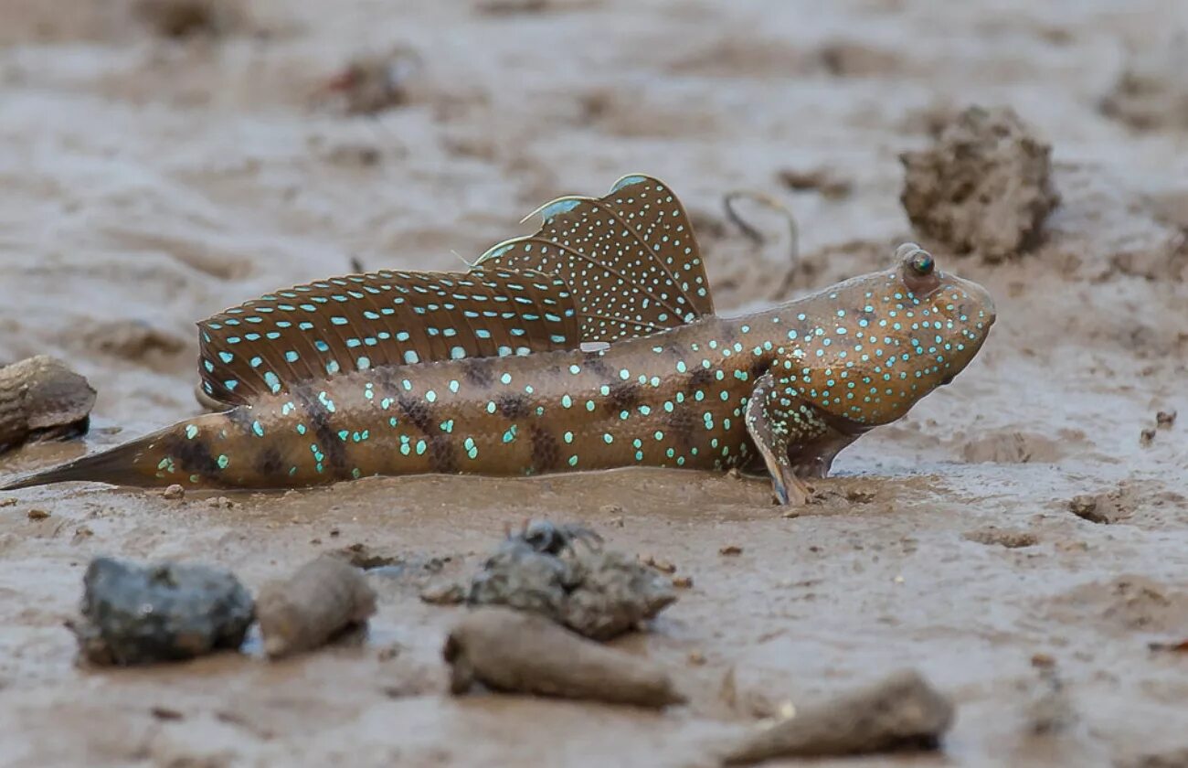 Илистый прыгун рыба. Рыба живущая в иле. Илистый прыгун таиланд. Periophthalmus barbarus. Рыба живущая в иле.