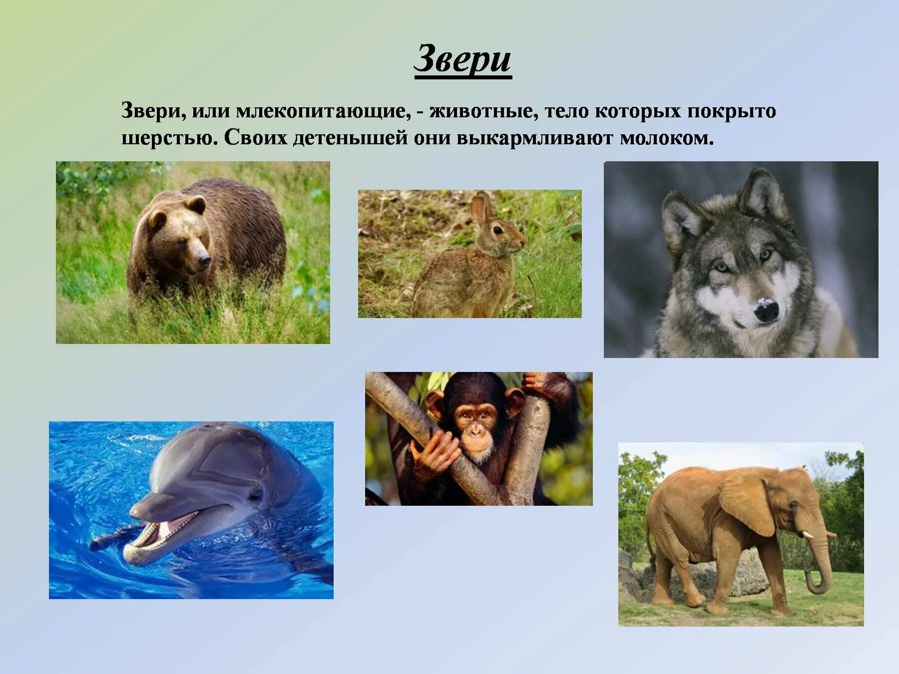 Млекопитающие животные примеры названия. Разнообразие животных. Многообразие зверей. Разнообразие животных 3 класс. Разнообразие млекопитающих.