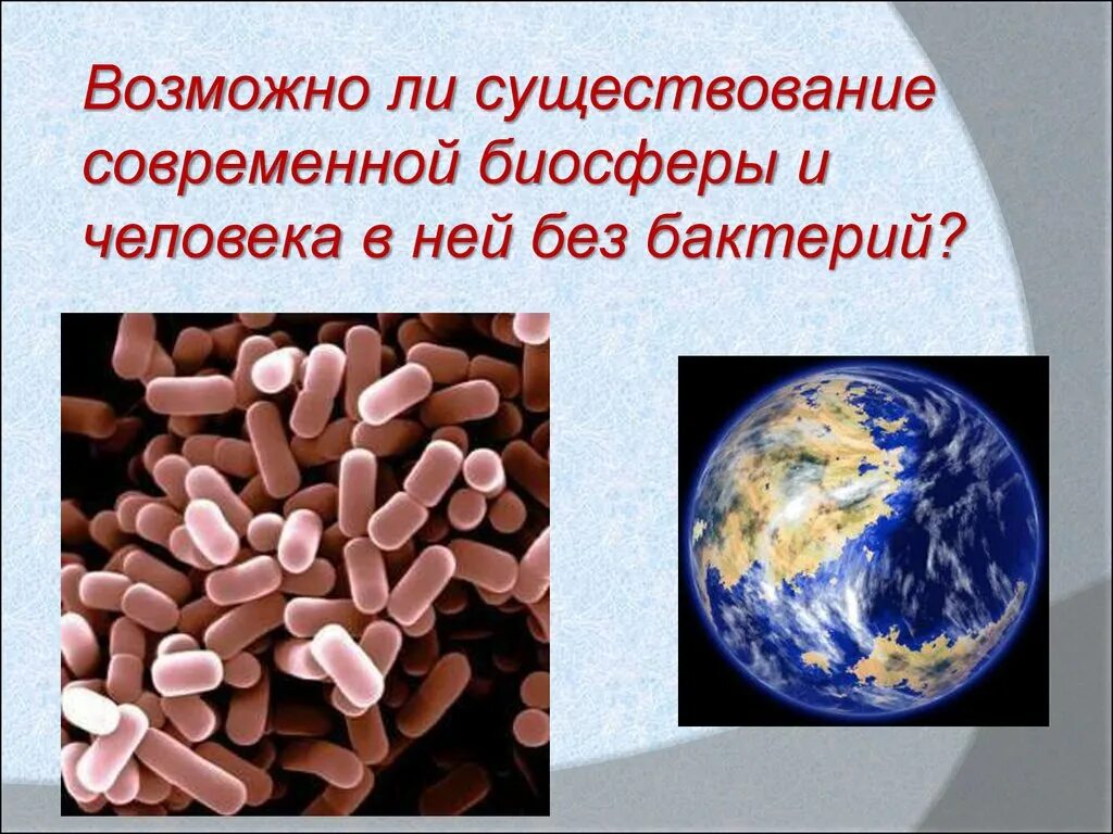 Жизнь микроорганизмов. Микромир бактерии. Роль бактерий в жизни человека. Условия жизни бактерий. Почвенные бактерии.