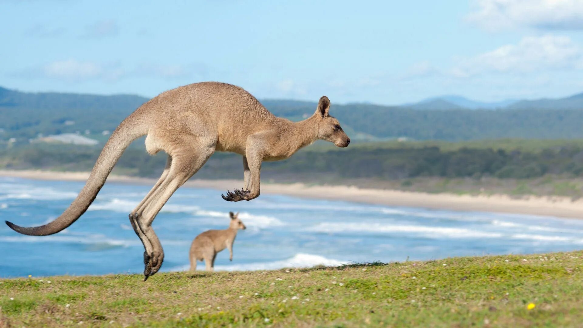 Кенгуру в прыжке. Сумчатые кенгуру. Кенгуру могут прыгать назад. Кенгуру прыгает. Кенгуру нижнекамск.