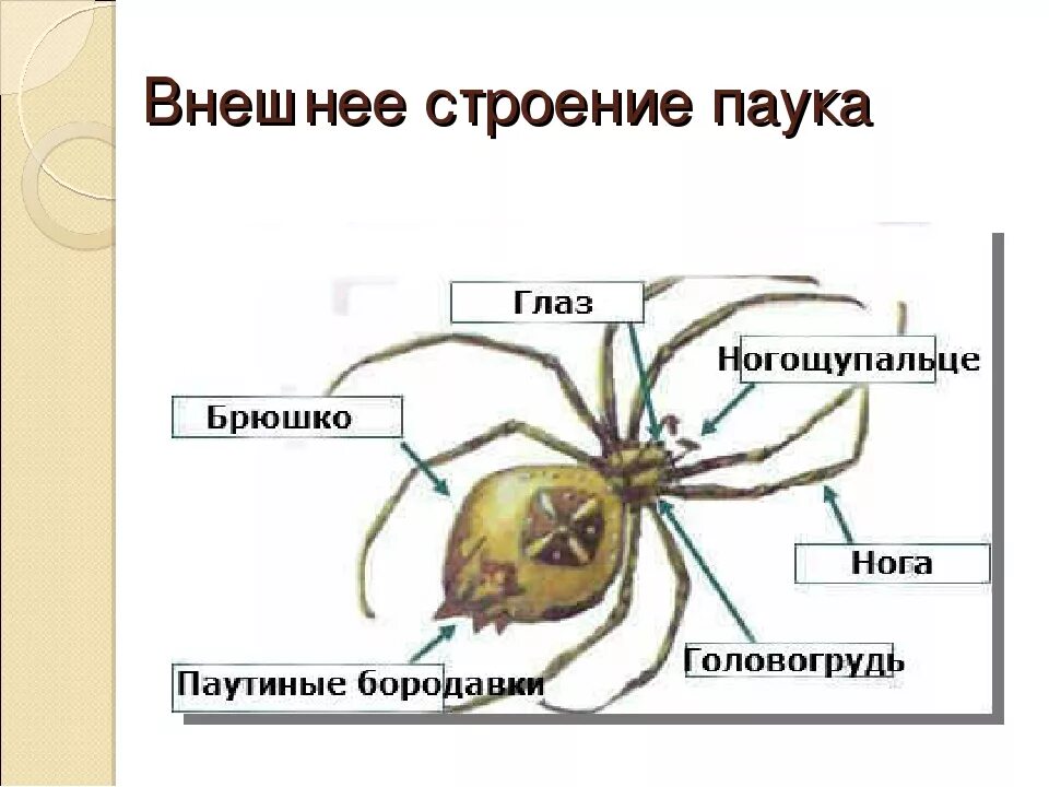 Схема строения паука. Внешнее строение паука схема. внешнее строение паука крестовика. строение паука крестовика. схема внешнего строения паука крестовика.