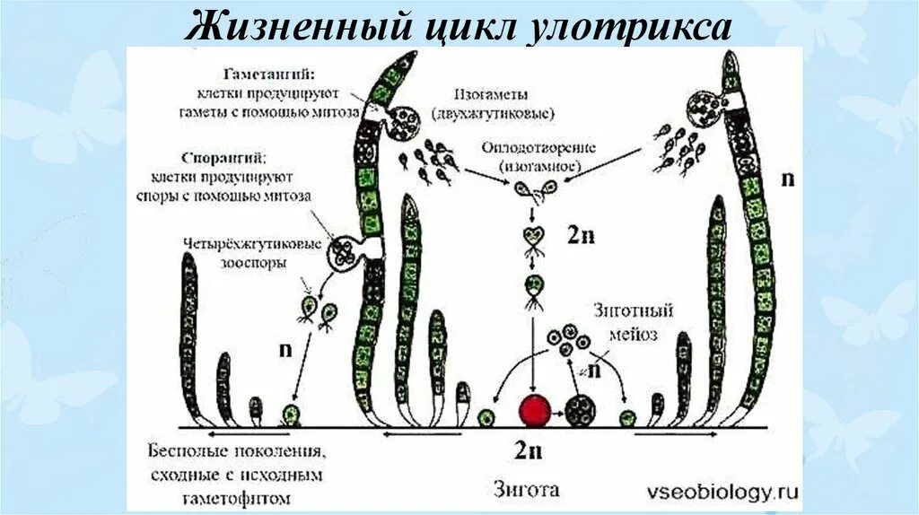 Жизненный цикл улотрикса. Цикл растения водоросли улотрикс. Цикл улотрикса схема. Спорообразование улотрикса. Стадия жизненного цикла водорослей