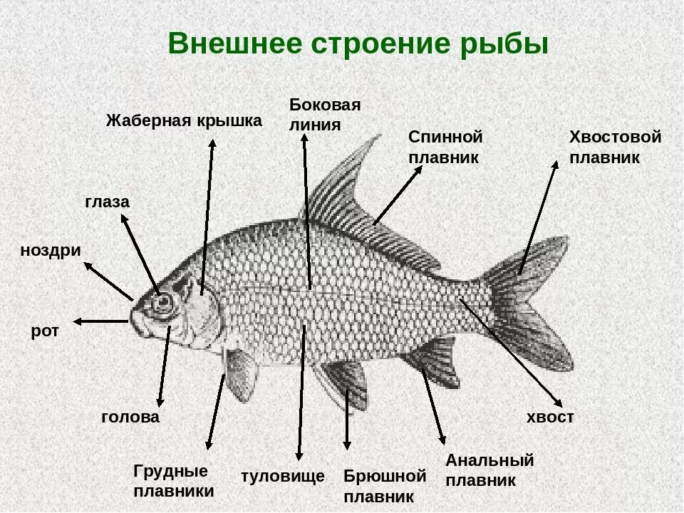 Строение карпового карася. Внешнее строение рыбы 7 класс биология. Внешнее строение рыб органы на туловище. Внешнее строение рыбы 7 класс биология рисунок. Карп класс рыбы