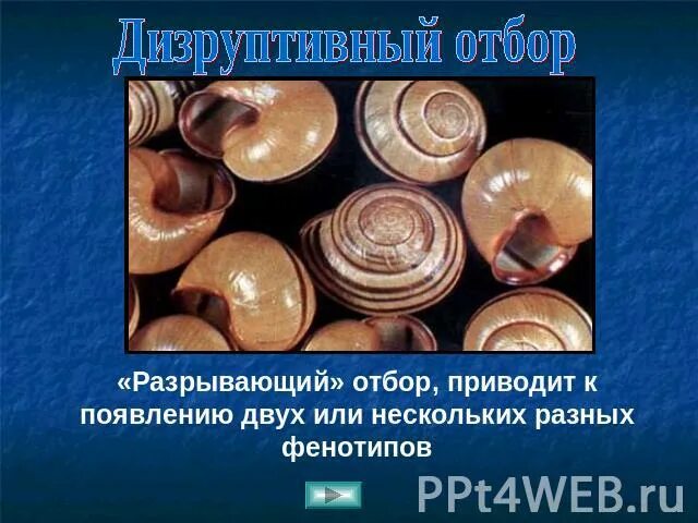 Презентация по биологии: "Формы естественного отбора движущий, стабилизирующий, 