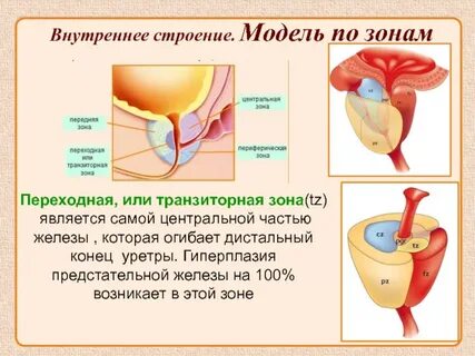 Транзиторная зона предстательной железы