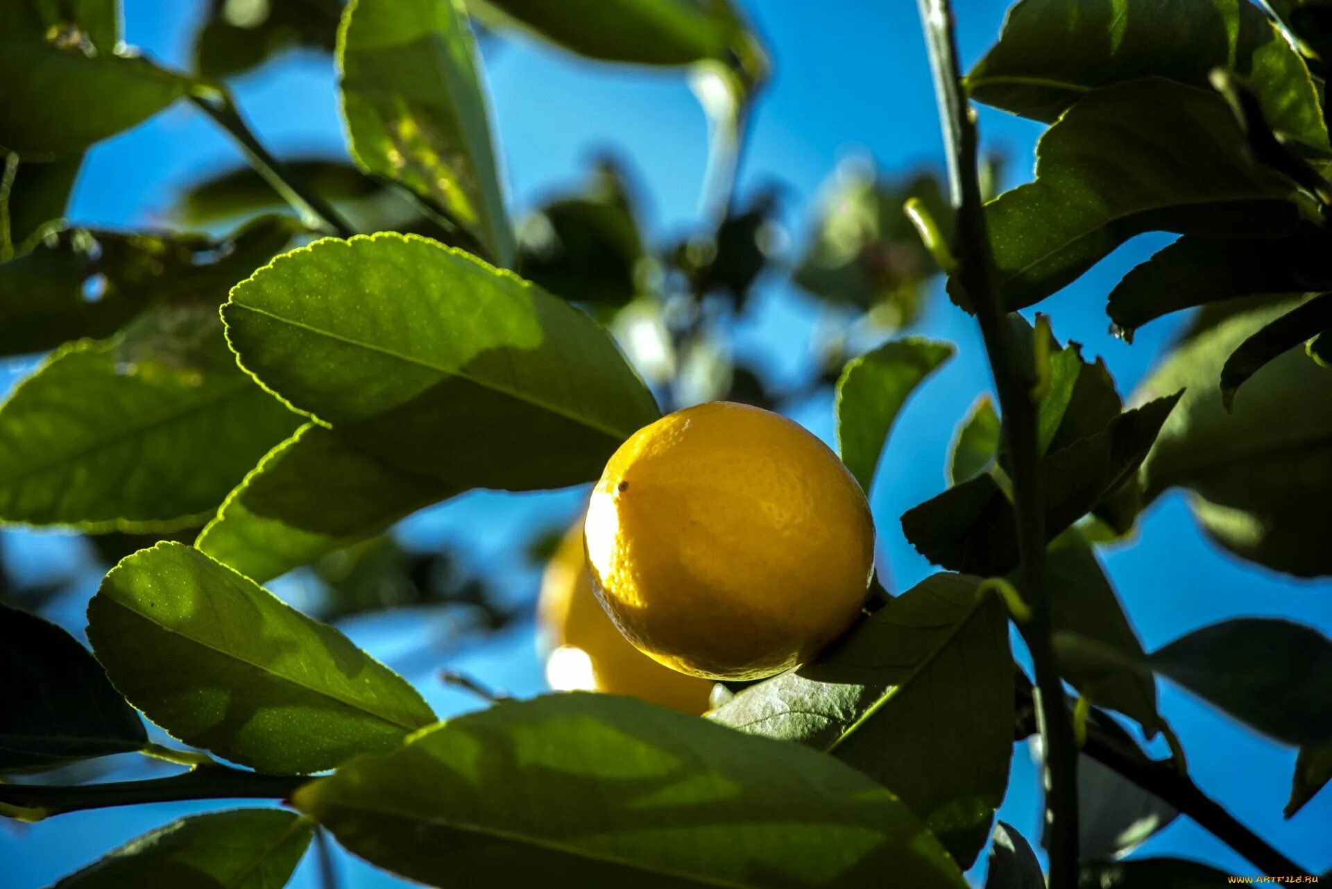 Лимон интернет. Лимон lemon дерево. лимонное дерево свг. lemon citrus limon италия. листья лимона фото.