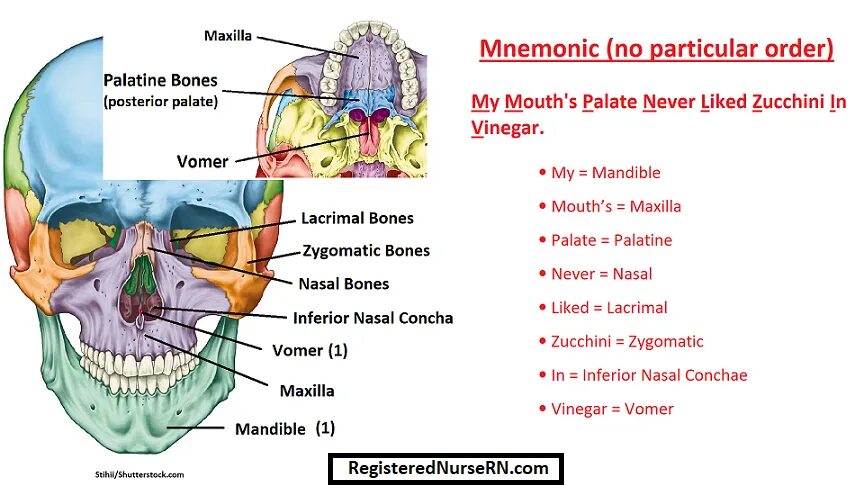 The bones consist of. Maxillary bone. bone skull consist. vomer кость. cranial bones.
