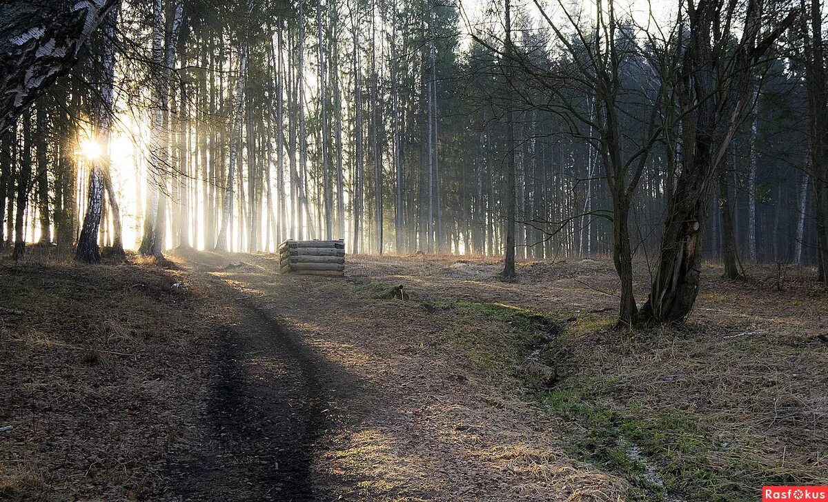 чебоксары моя поляна. полянка в лесу. автор поляны. автор поляны. растение летом желтые в лесу.