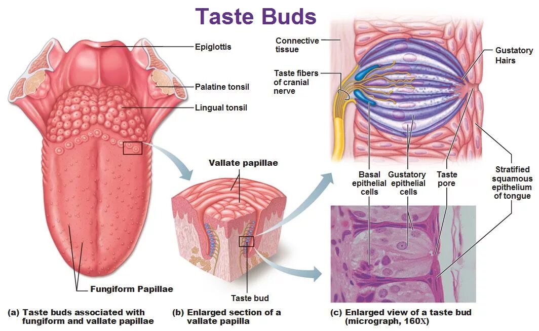 Строение языка вкусовые сосочки. Вкусовые рецепторы языка желобоватые. Грибовидные сосочки языка вкусовые почки. Строение вкусового сосочка. State tongue