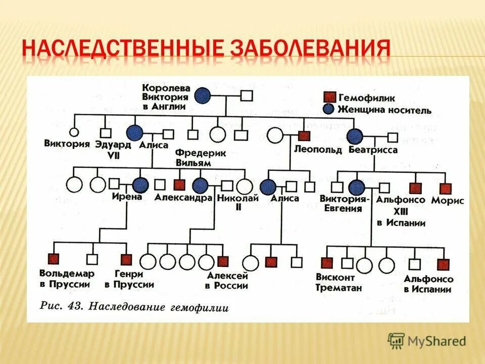 Наследственные заболевания сердца. Родословная по генетике биология 9 класс. составление родословной по генетике 9 класс биология. схемы родословной с наследственными заболеваниями. генеалогическое древо генетика примеры.