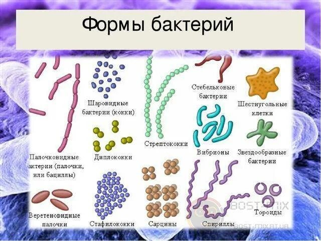 Бактерии изогнутой формы носят название. Строение бактерий форма бактерий. Форма клетки кокки. Формы бактерий 5 класс биология. Формы бактерий 9 класс биология.