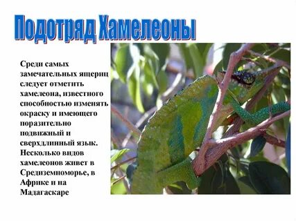 Хамелеон составить вопросы