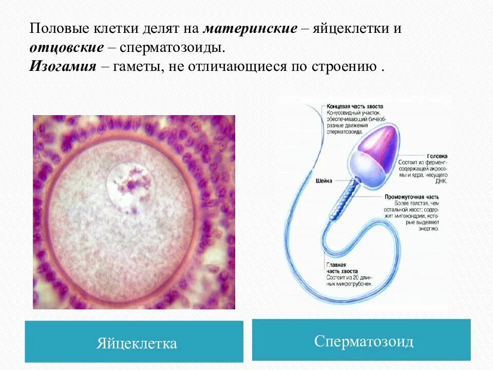 Чем отличаются половые клетки. Гаметы это сперматозоид и яйцеклетка. Строение гаметы яйцеклетки. Строение яйцеклетки и сперматозоида. Строение половых клеток.