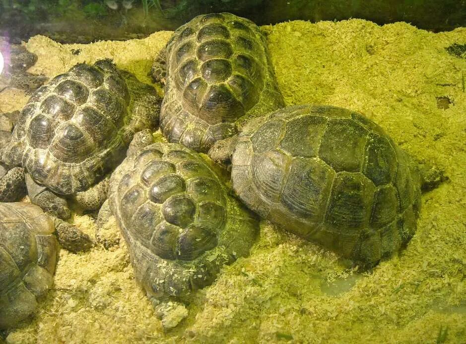 Отряд средиземноморской черепахи