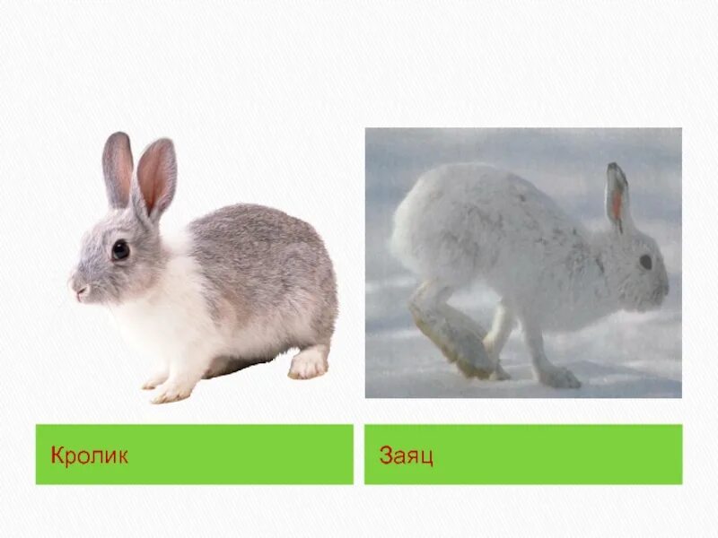 Pfzw b rhjkbnr. Сравнение зайца и кролика. Различие кролика и зайца. Заяц и кролик разница. Какое главное различие белки и зайца