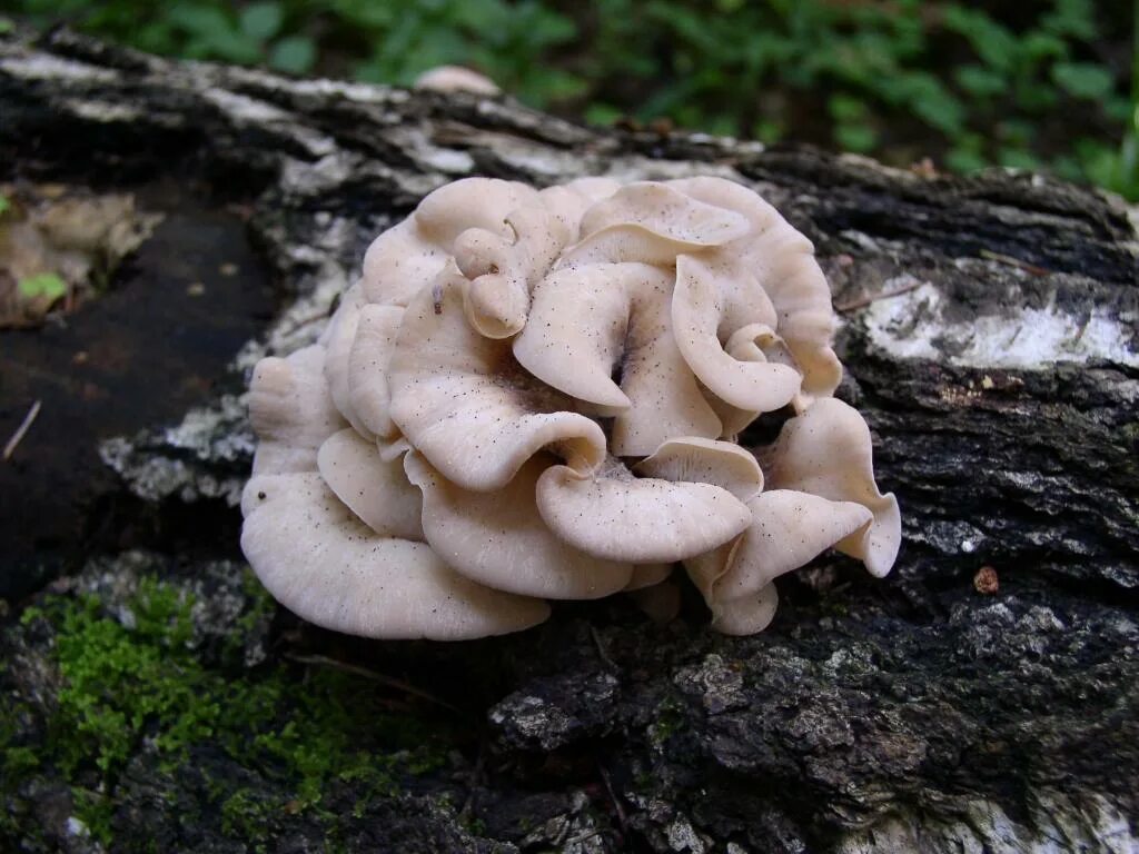 Волчий гриб фото. Ликогала древесинная. Боровик берроуза гриб. Пилолистник медвежий. Волчий гриб фото.