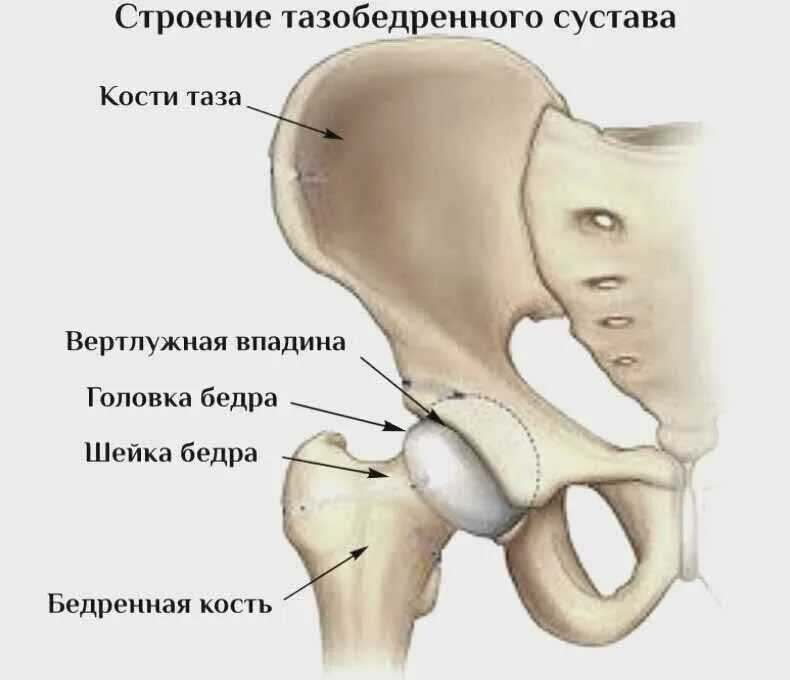 Впадина тазобедренного сустава. Строение костей тазобедренного сустава. кости тазы суставы анатомия. тазобедренный сустав анатомия строение. вертлужная впадина анатомия человека.