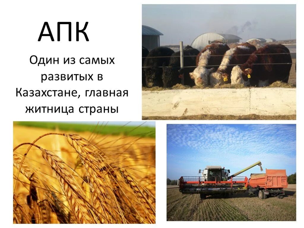 Хозяйство казахстана включает. Сельское хозяйство казахстана диаграмма. Отрасли сельского хозяйства казахстана. Сельское хозяйство казахстана презентация. Особенности хозяйства казахстана.