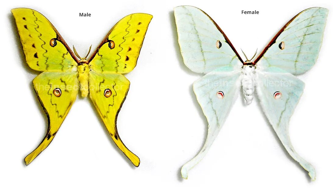 Пол у самок бабочки. Бабочка Белянка самец и самка. Самки и самцы мотыльков. Самец бабочки. Самец и самка.