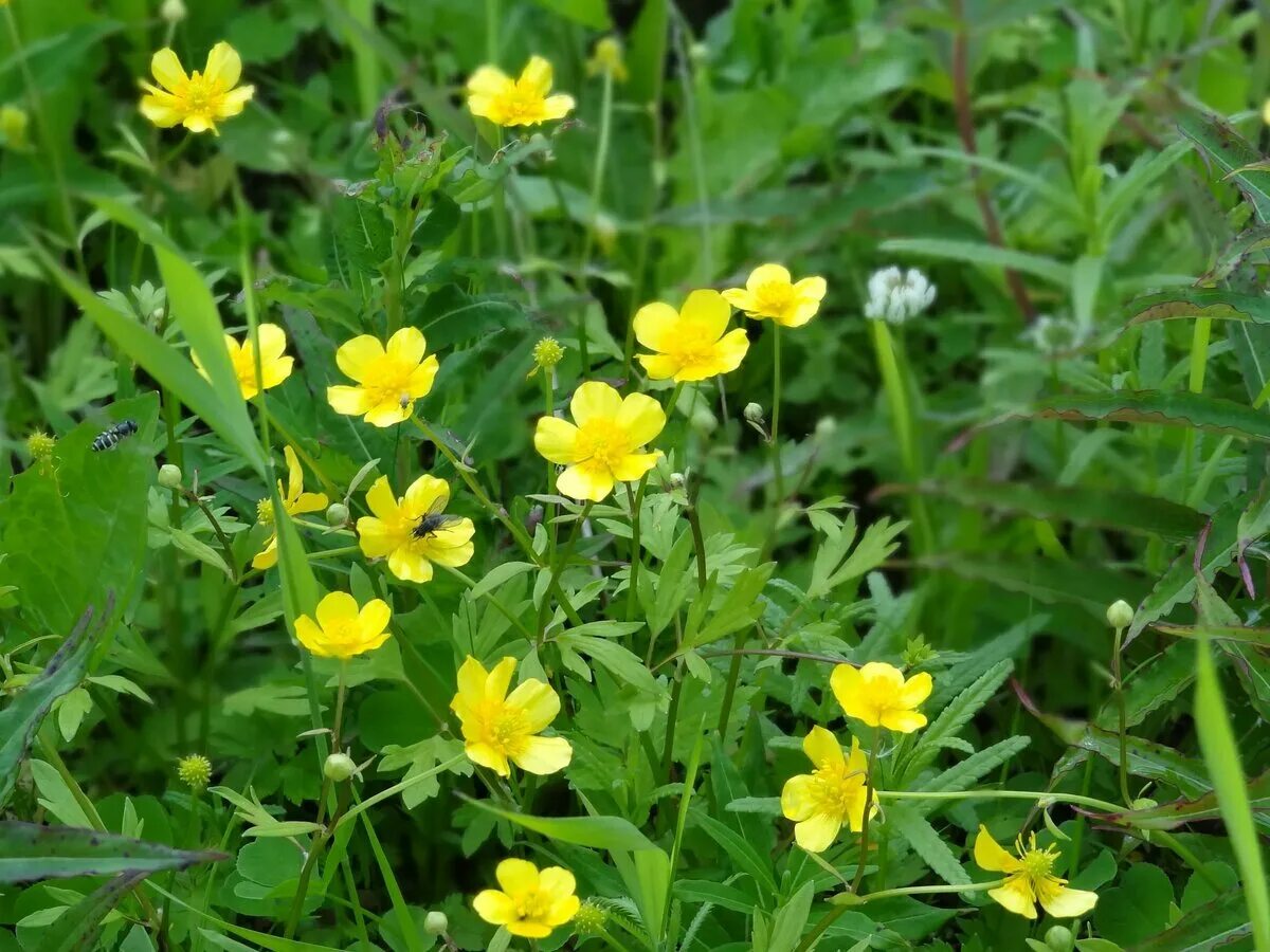 Цветы куриная слепота фото. Лютик едкий. Лютик куриная слепота. Ranunculus Acris Лютик едкий. Лютик едкий – Ranúnculus Ácris l..