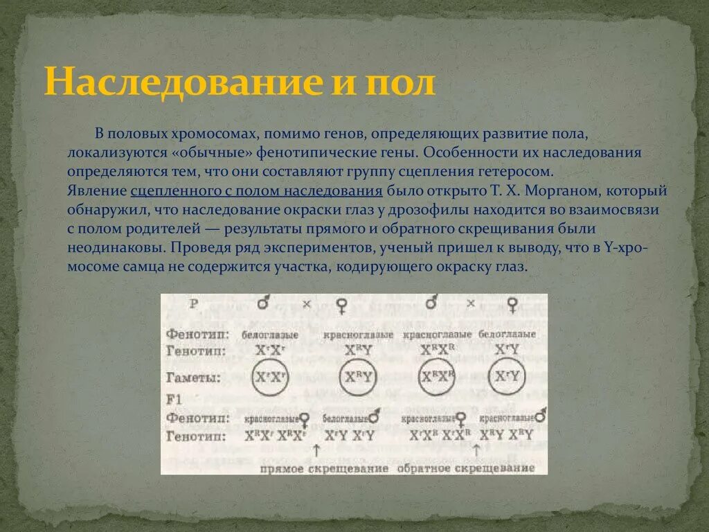 Варианты наследования пола. Наследование пола и хромосомы. Понятие о генотипе и фенотипе. Фенотипический механизм определения пола.