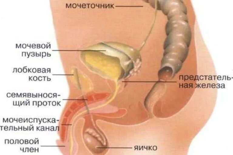 Область мочевого пузыря у мужчин