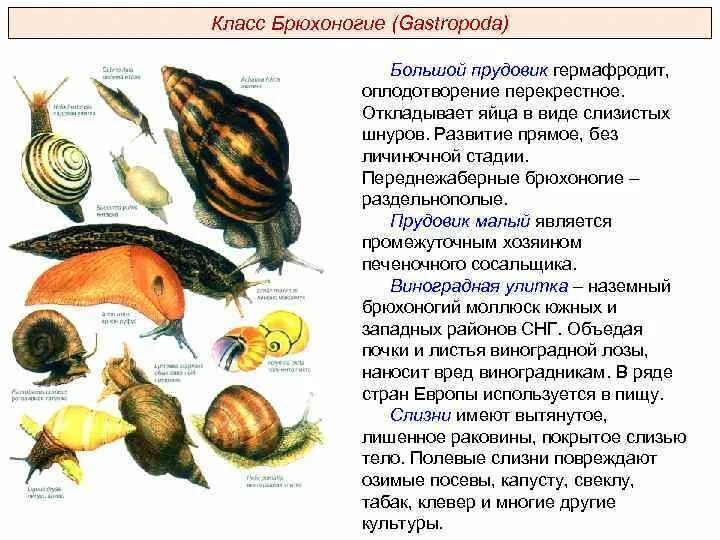 Брюхоногие моллюски раковина таблица. Класс брюхоногие большой прудовик. Стадии развития брюхоногих моллюсков. Характеристика брюхоногих моллюски биология 7 класс.