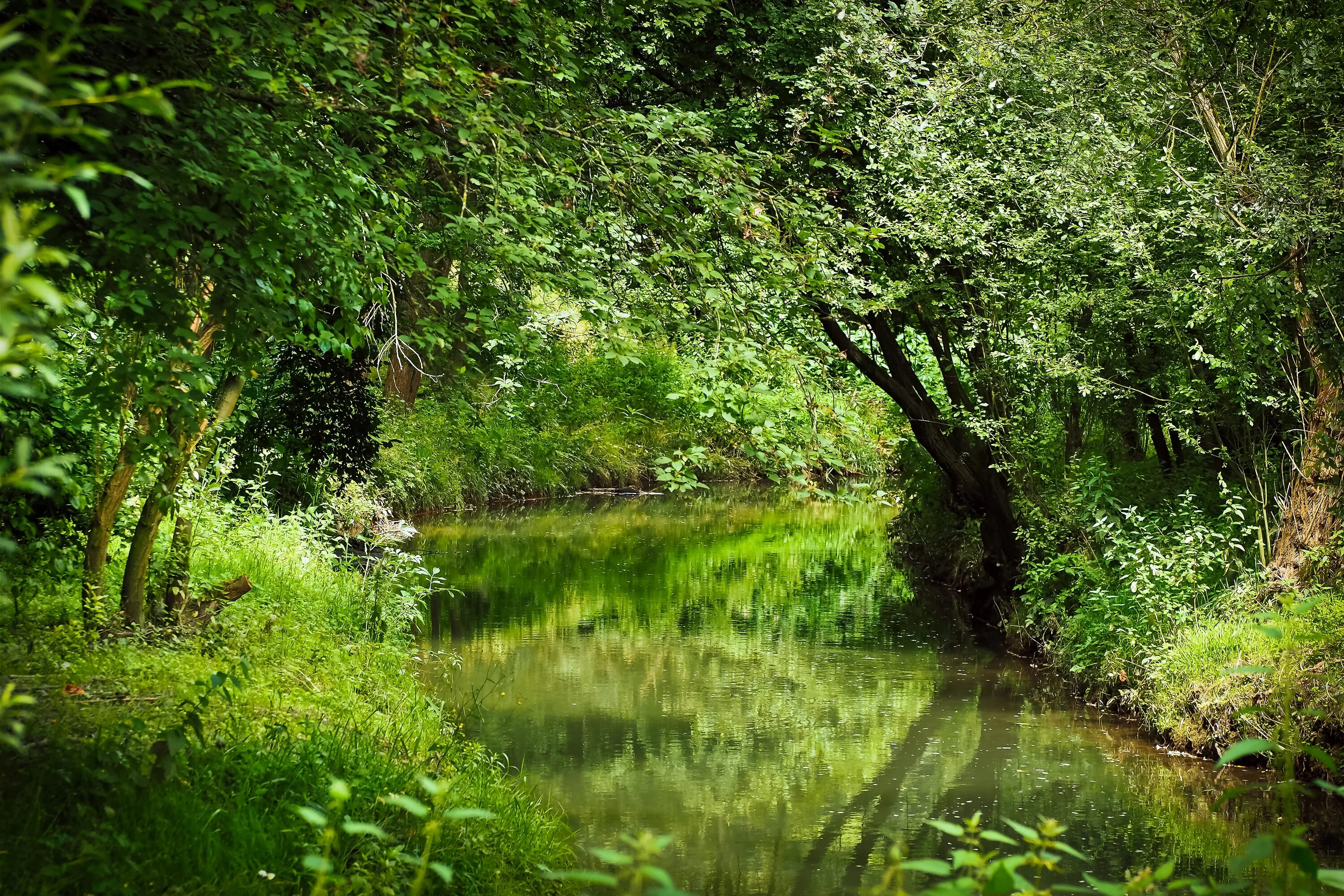 Природа, лес, река,Лесная Полянка. Лесная Поляна природа лес река. Ручей в лесу. Речка в лесу. Лето родники