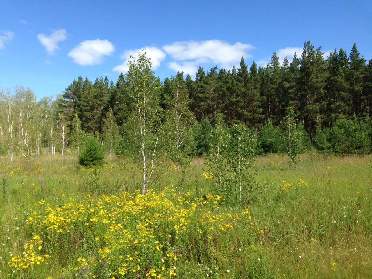 Село ребровка омская область. Участок в омске. Кп зеленая долина омск. Участок земли омск чернолучье бор иртыш омск. Ачаирское сельское поселение.