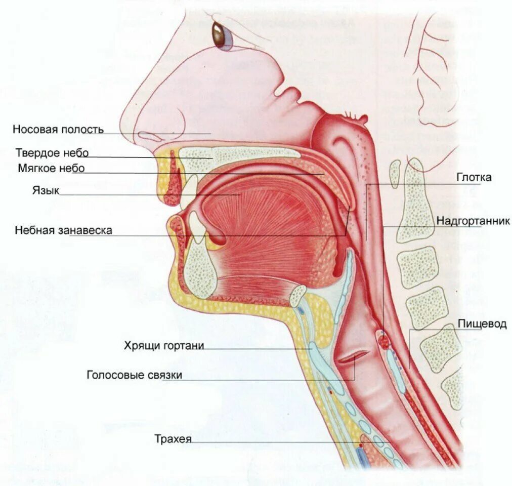 Глотка пронизана. Строение речевого аппарата небная занавеска. Анатомия человека горло гортань пищевод. Строение гортани трахеи анатомия. Структура речевого аппарата.